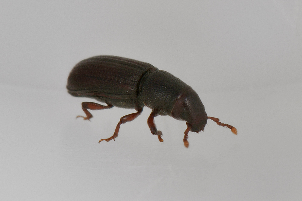 Rhyncolus punctatulus - Curculionidae